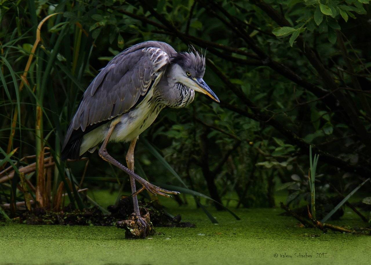 , Валерий Субачев
