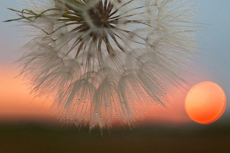 Закатноодуванчиковое... фото превью