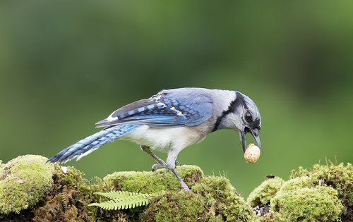 Голубая сойка - Blue Jay