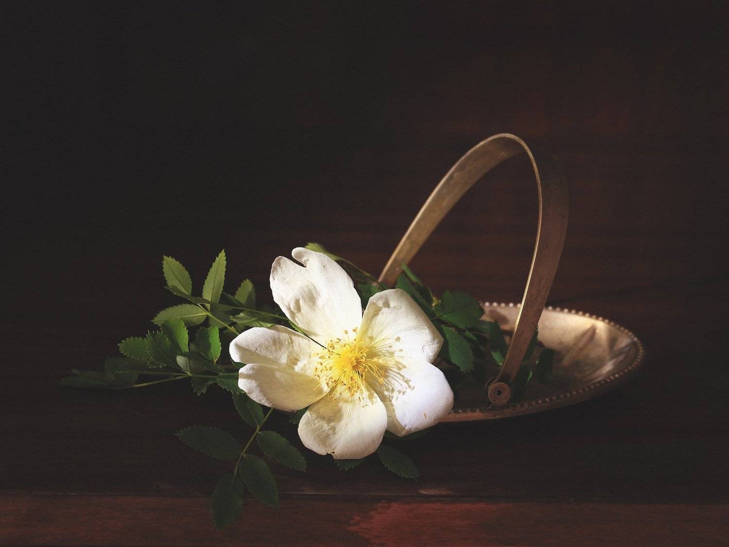 Натюрморт, шиповник, цветок, лето, Прозорова Наталья