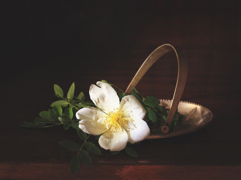 Натюрморт, шиповник, цветок, лето Шиповник фото превью