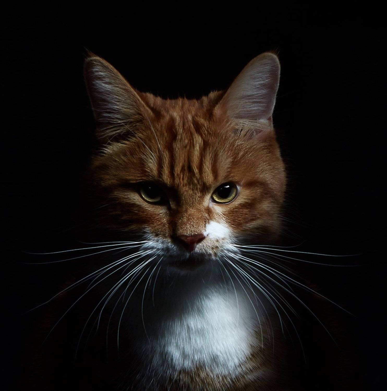 , Антон Шевченко