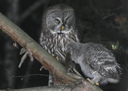 ночной обед