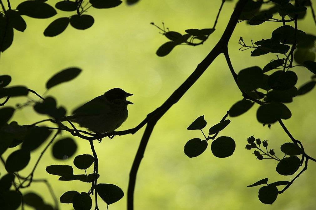 , Иваненко Светлана