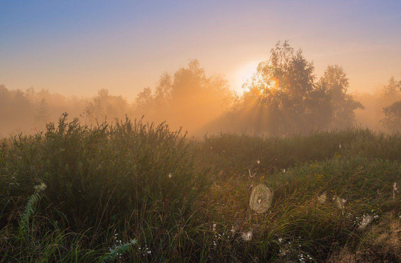 лето, луг, туман, рассвет, паутины, Галанзовская Оксана