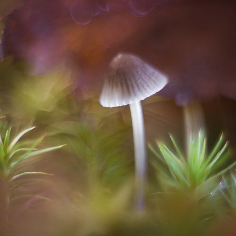 latarenka фото превью