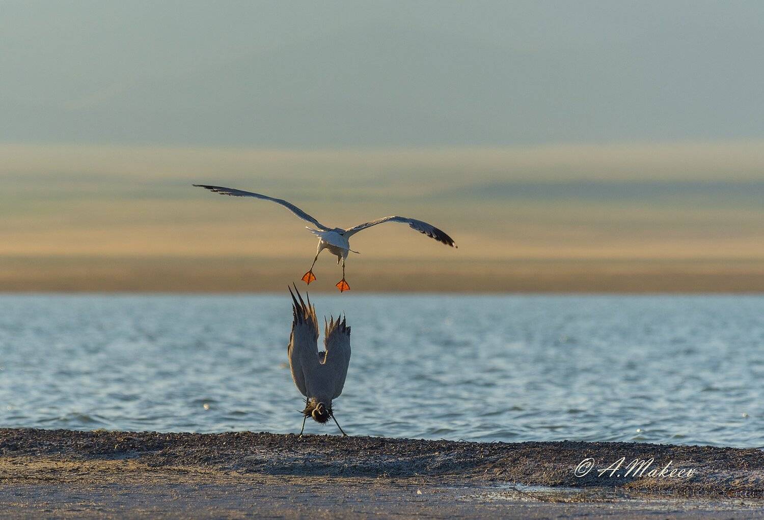 , Александр Макеев