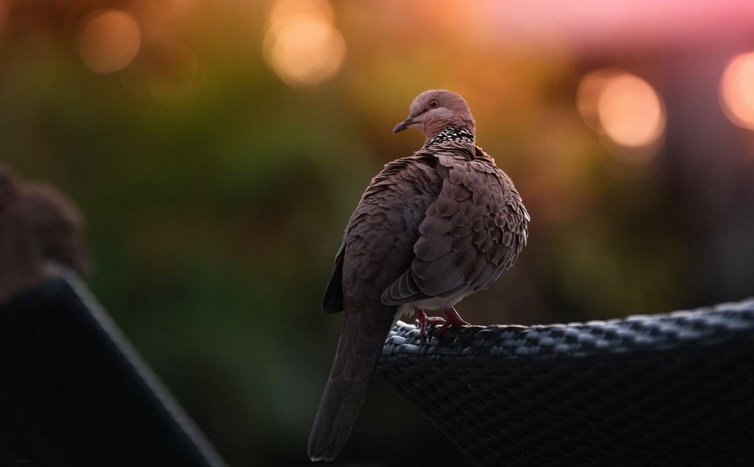 природа, животные, птицы, индонезия, Дмитрий Посевич