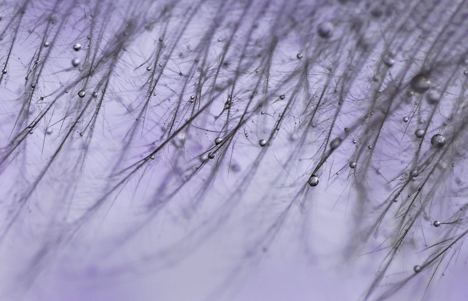 , Ивелина Благоева