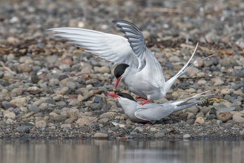 Arctic Terns (Sterna paradisaea)