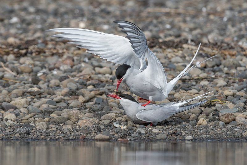 Birder\'s Corner, Arctic Tern, Sterna paradisaea, bird, wildlife, Arctic Terns (Sterna paradisaea) фото превью