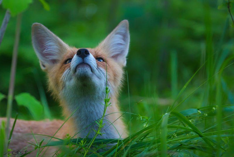 фотоохота, фотограф, саров, животные, фото, лисята Любопытные и бесстрашные фото превью