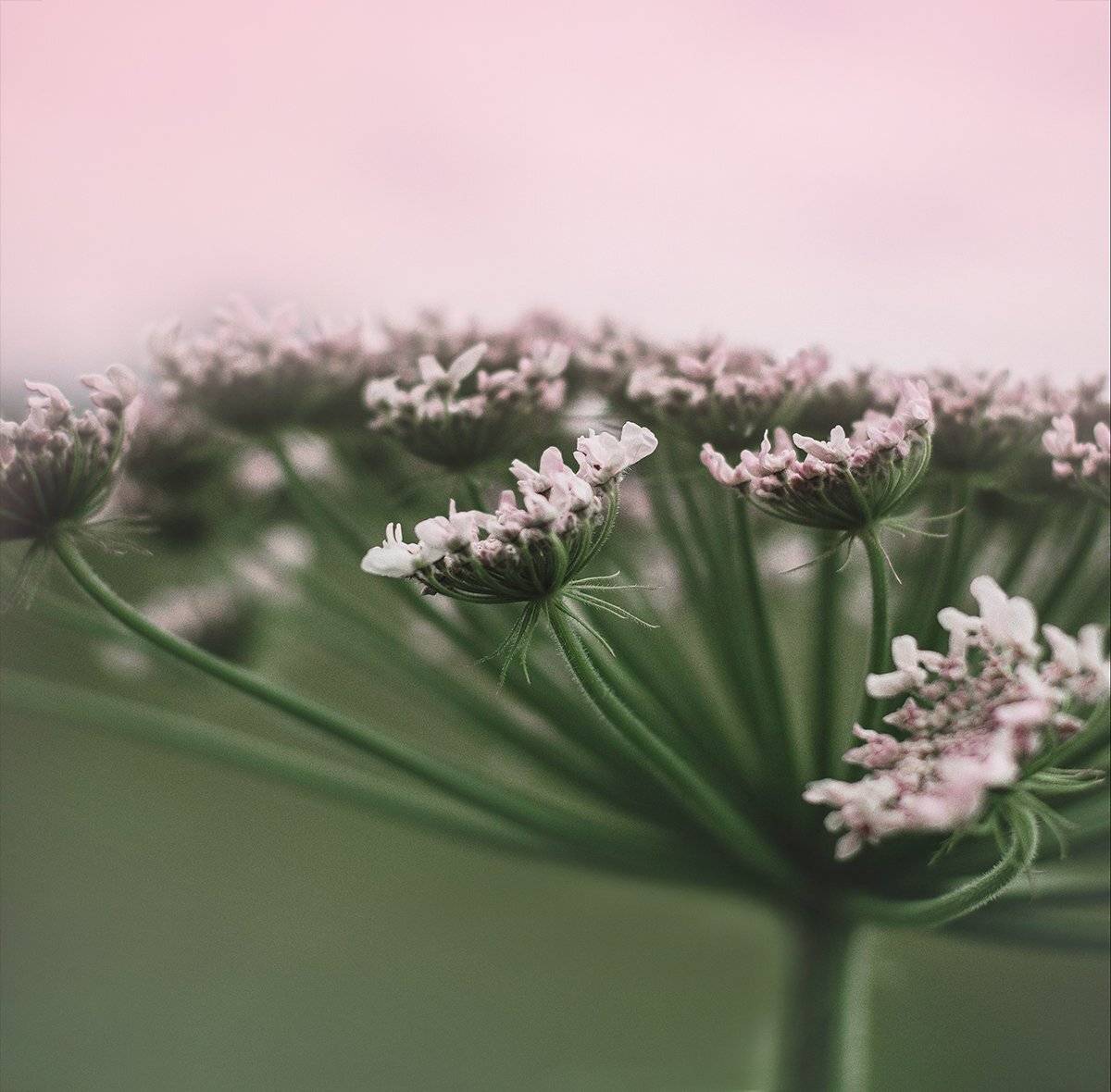 , Чернякова Анна