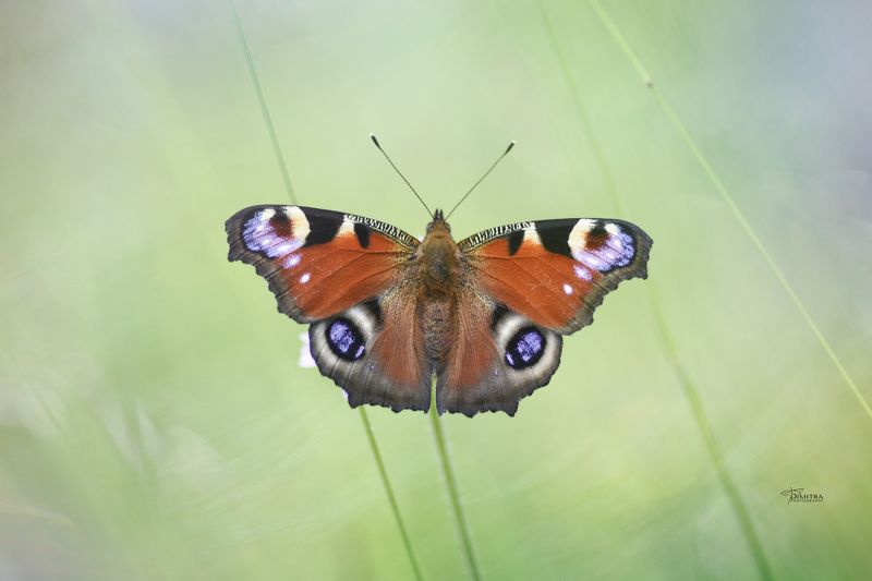 Пусть будет лето фото превью