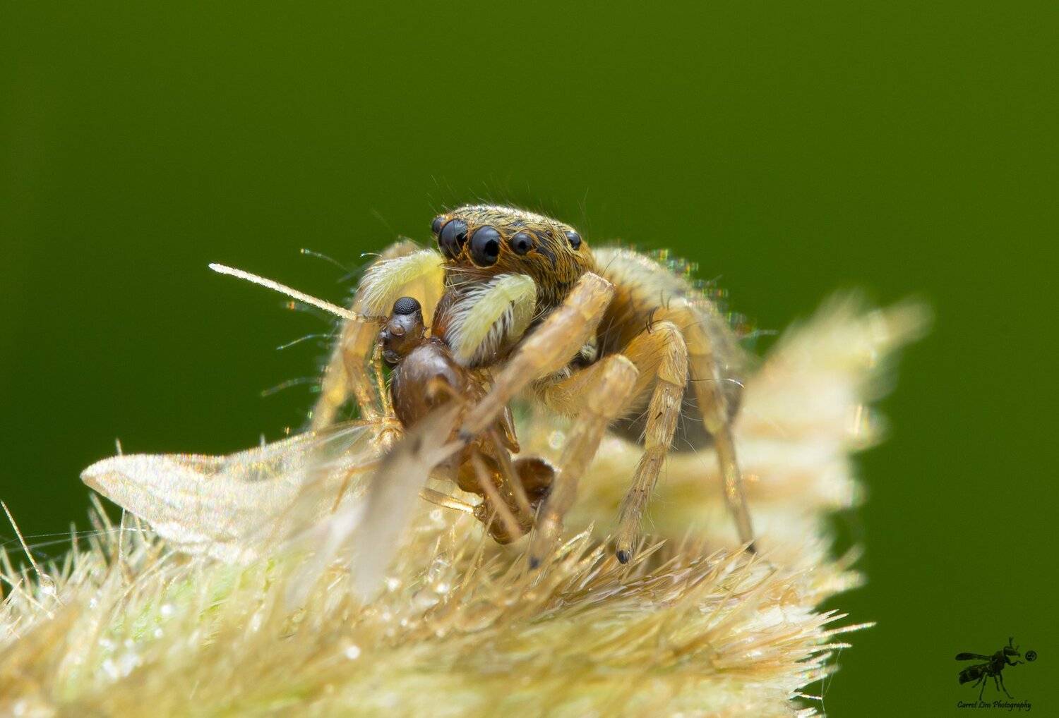 #macro#spider#prey#colors, Choo How Lim