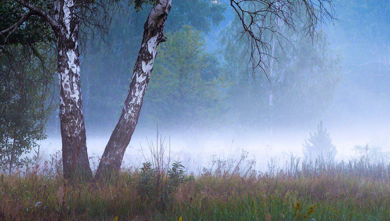 утро, луг, туман, берёза, Галанзовская Оксана