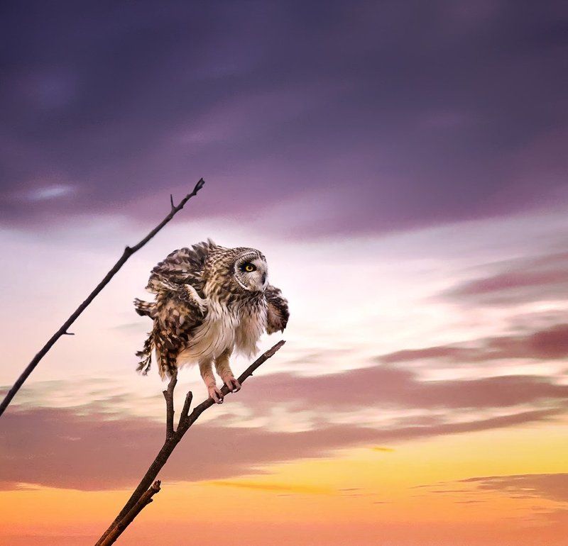 Owl in the sunset фото превью