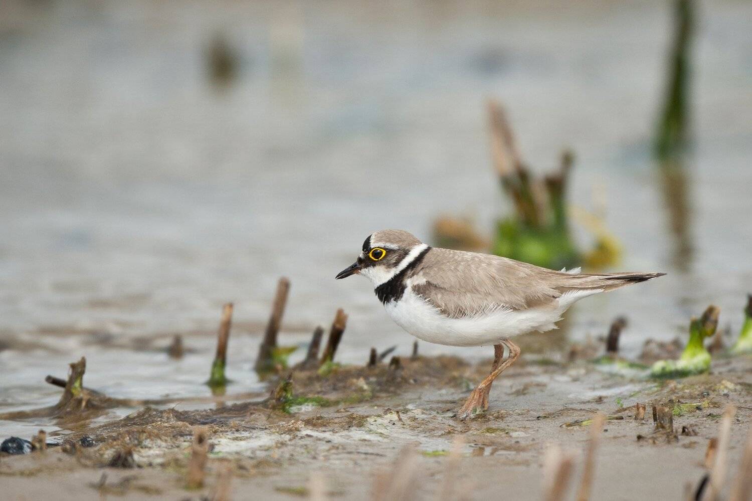 , Юрий Кулаков