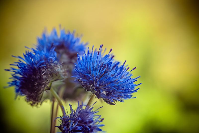 flowers, macro, blue, bokeh, background, beauty, nature Little blues фото превью