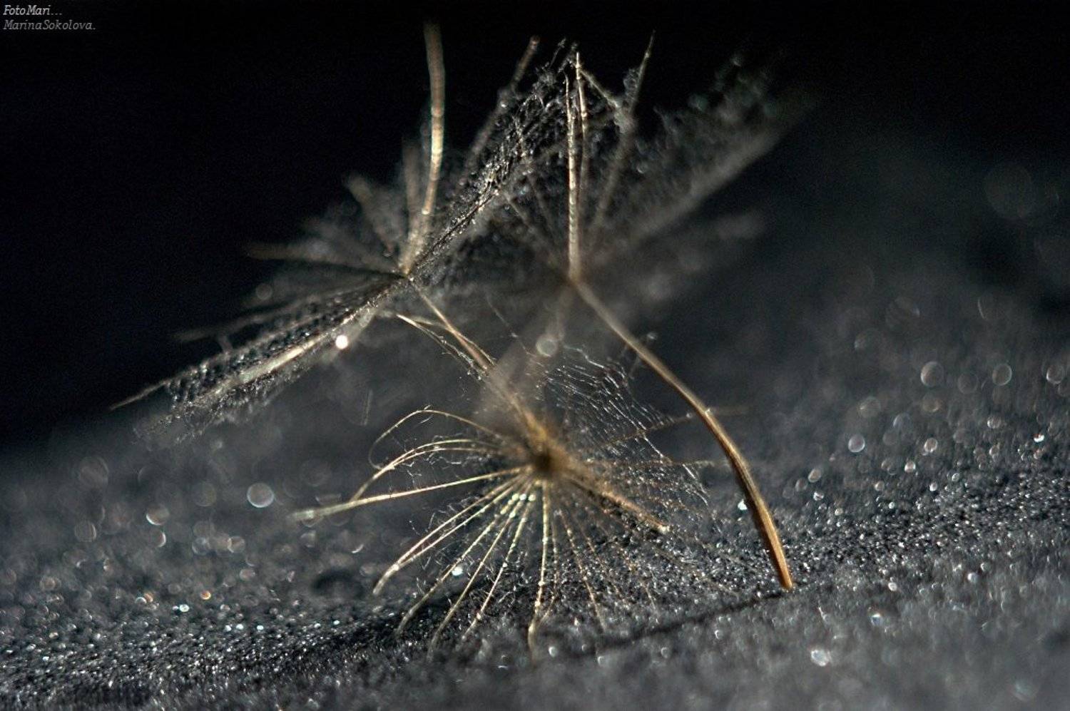 , Марина Соколова