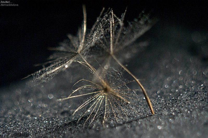 Одуванчики. фото превью