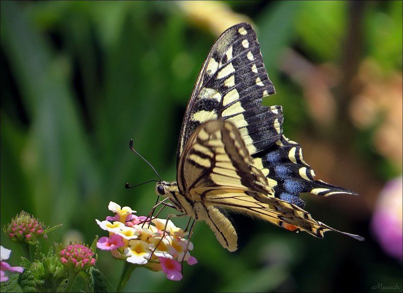 Бабочки Крита фото превью