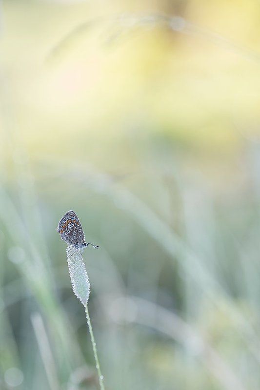 Голубянка. фото превью