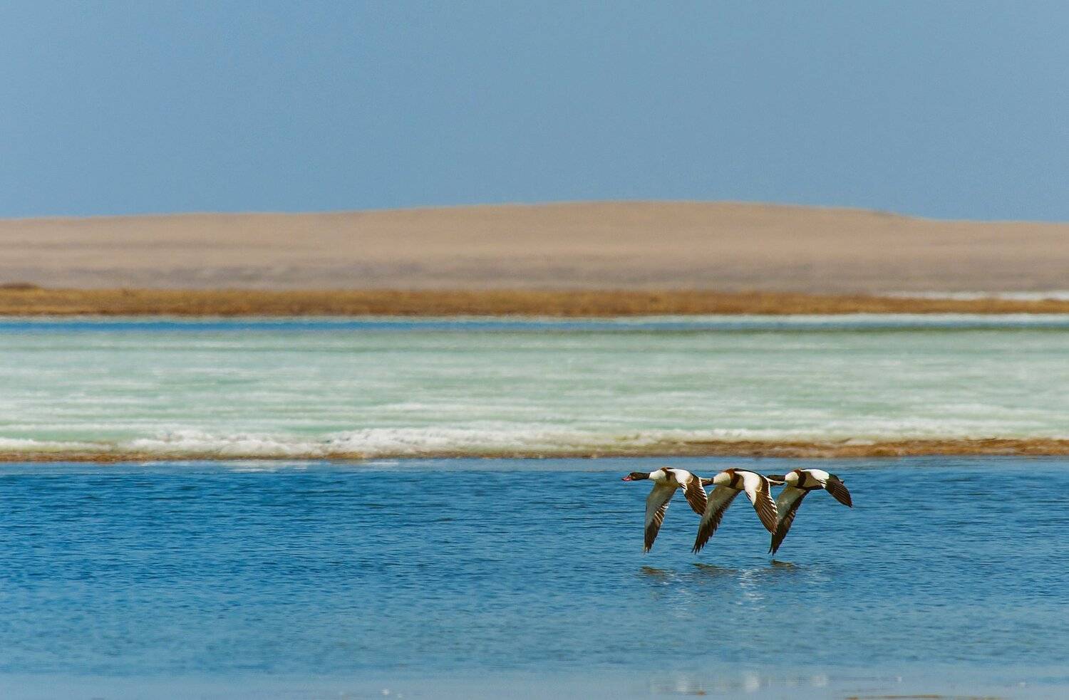 , Александр Макеев