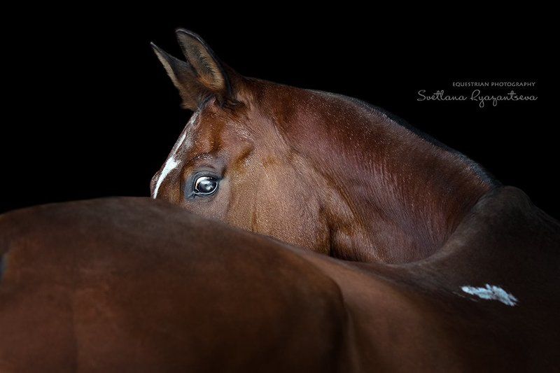 horse, portrait, портрет, лошадь, лошади Павлин фото превью