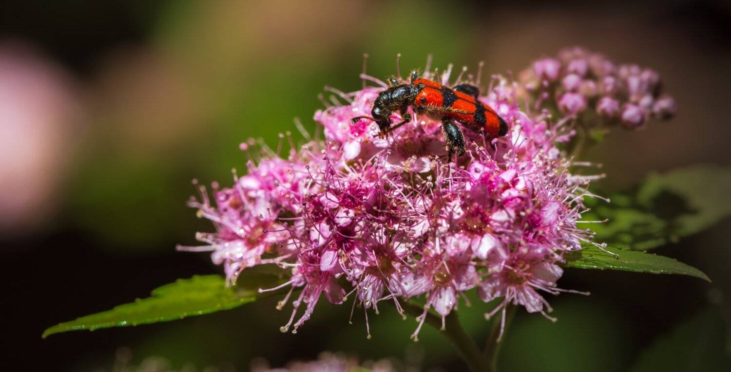 природа, макро, цветы, спирея японская, насекомое, жук, пестряк пчелиный, trichodes spectabilis kraatz, 1883., Неля Рачкова