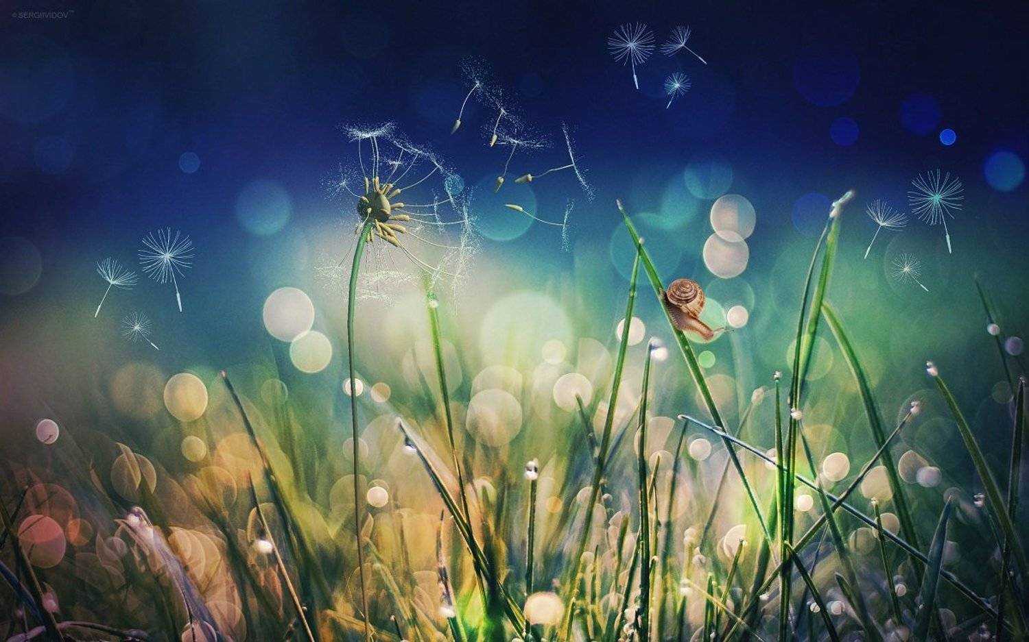 одуванчик, улитка, трава, фон, Sergii Vidov