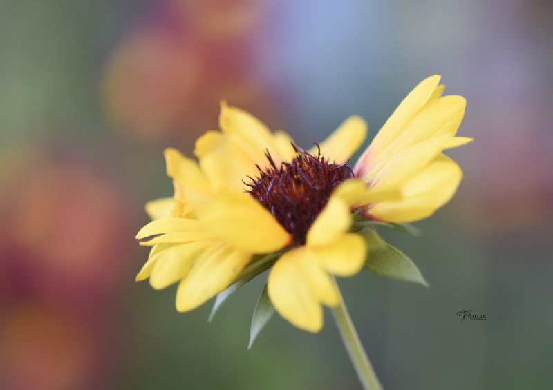 Солнечное фото превью