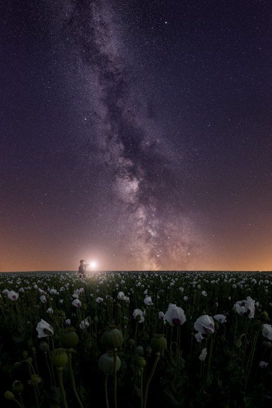 astro, galaxy, milky way, milkyway, stars, poppy Starry poppy.. фото превью