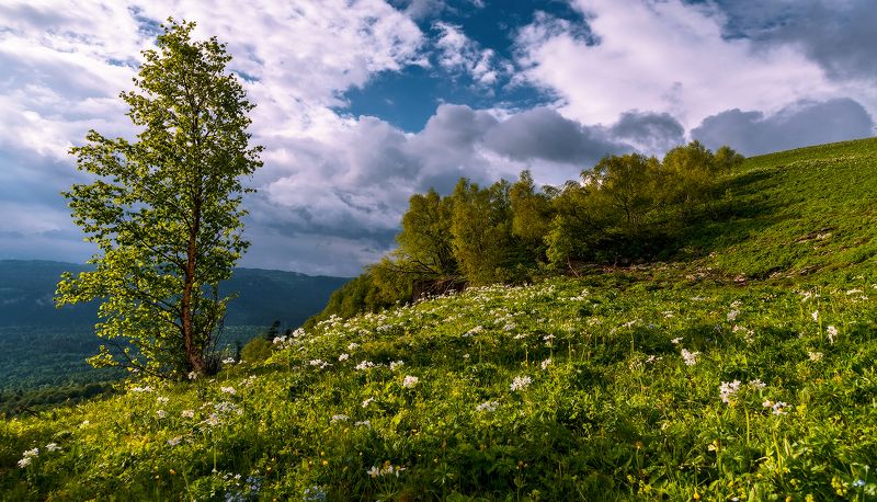 Начало лета на Мезмайской котловиной фото превью