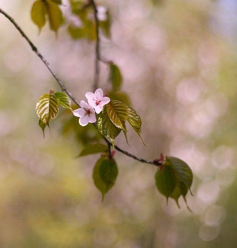 Sakura