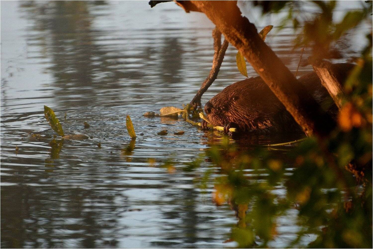 , Руслан Сигушин