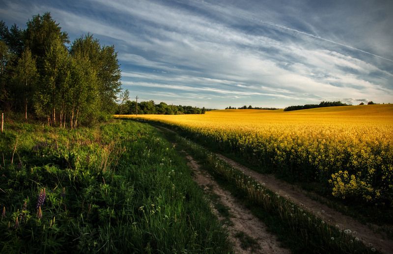 рапс фото превью