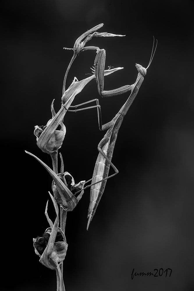 , Игорь ФУММ