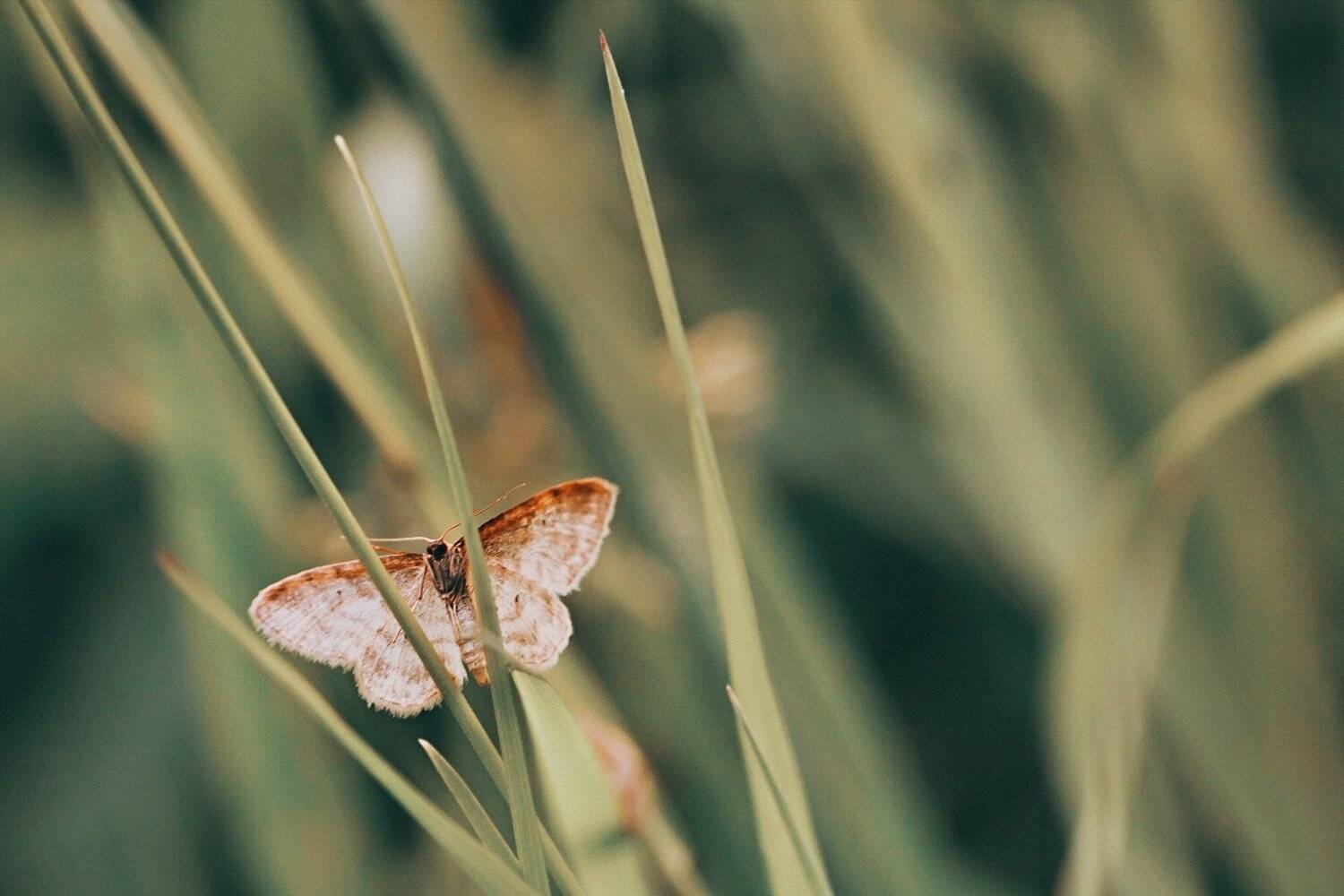 бабоча,жук,трава,дерево,настроение,свет,ель,хвоя, Юрий Котов