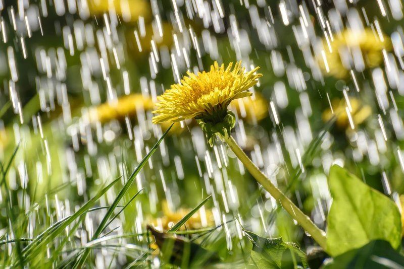 дождь, одуванчики, солнечно, rain, dandelions, sunny Дождик фото превью