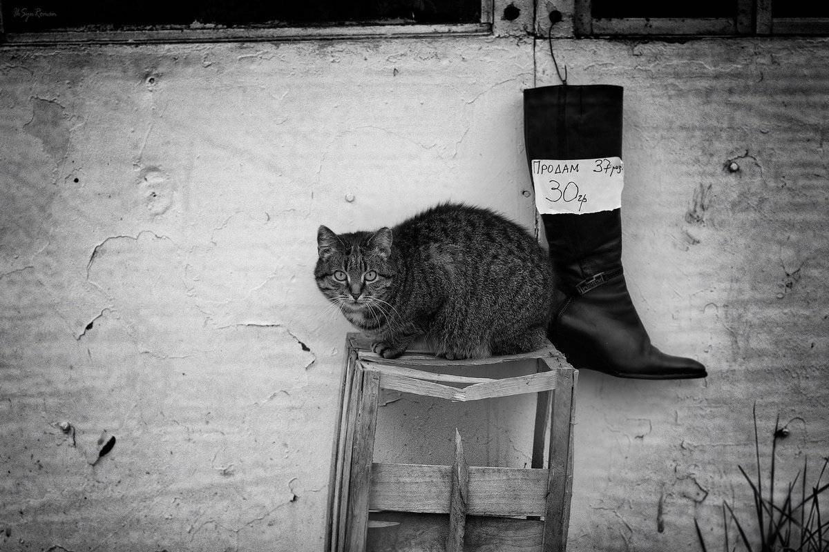кот,котяра,улица,ларёк,сапог,жанр, Roma Krasov ( Chitinskiy )