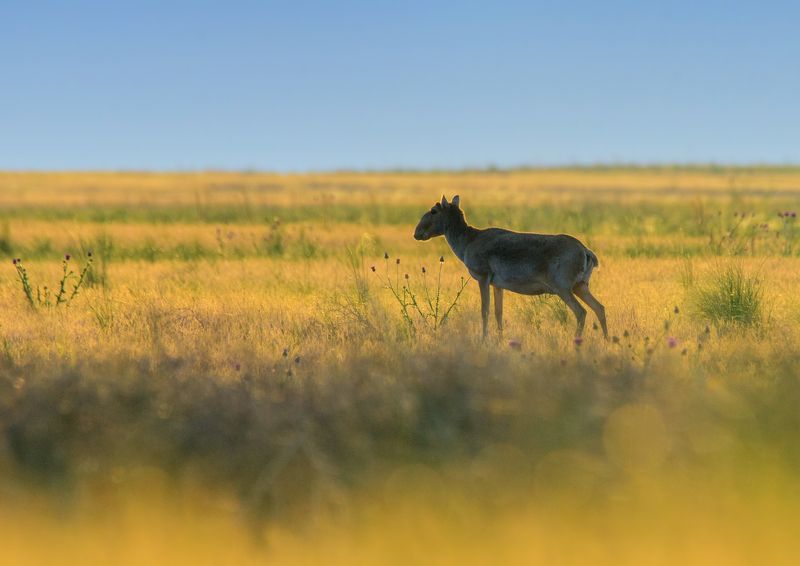 сайгак, калмыкия, утро Сайгаки Чёрных Земель фото превью