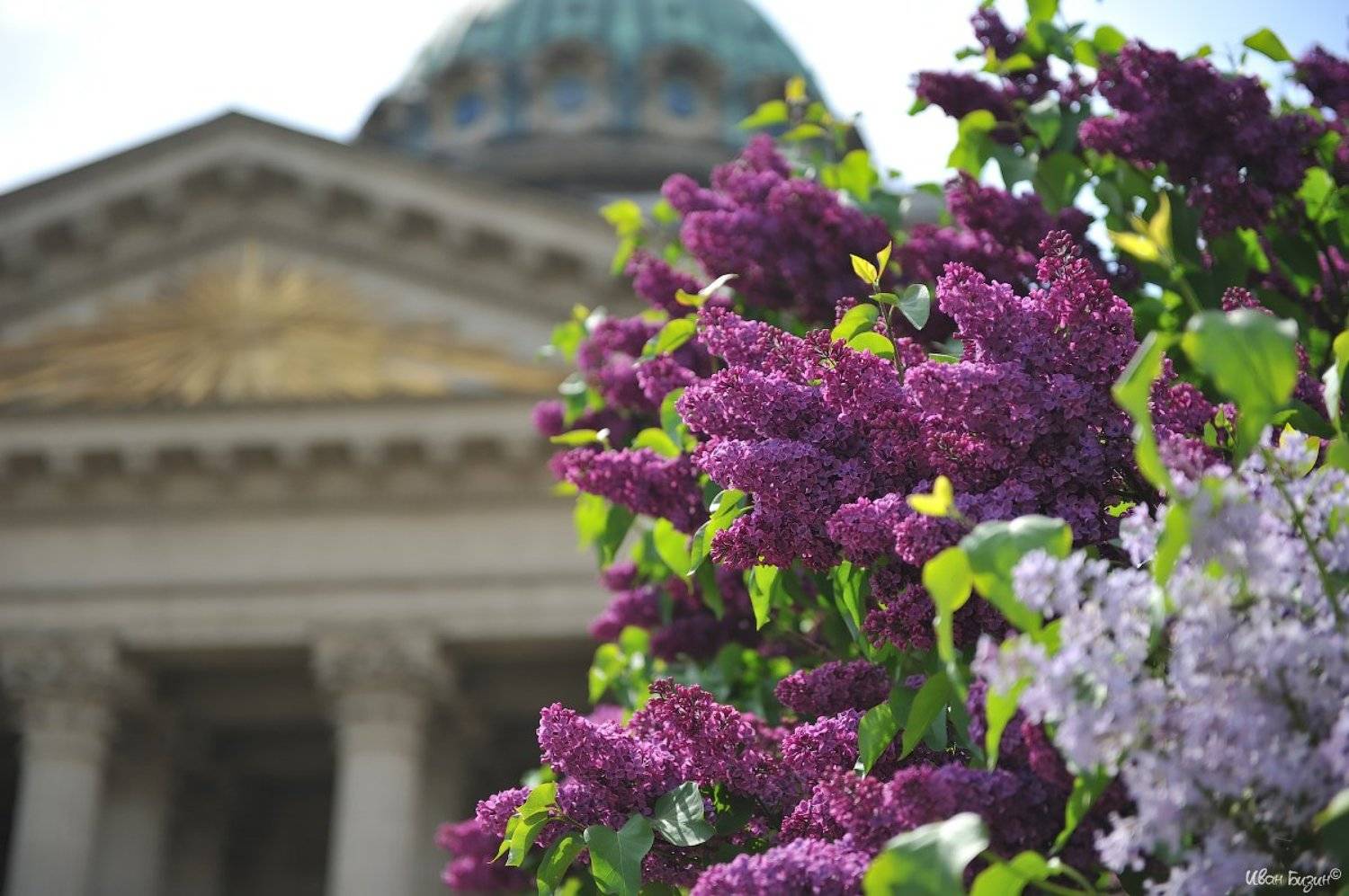 санкт-петербург, сирень, лето, Бизин Иван