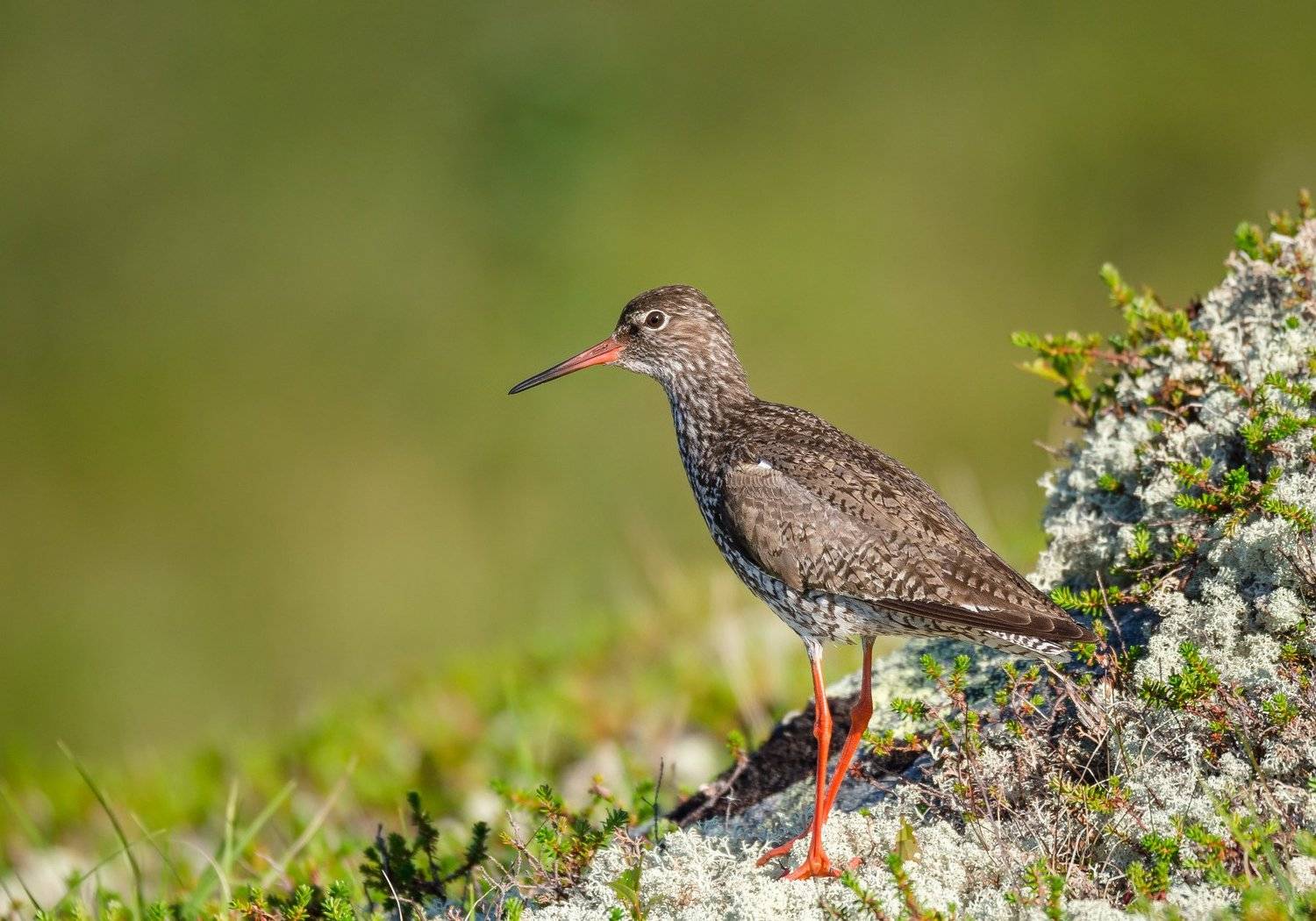 травник, красноножка, птица, кулик, тундра, Кольский, лишайник, лето, зелёный, Tringa totanus, бекасовые, дикая природа, Ксения Соварцева