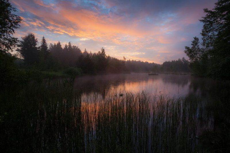 лето, утро, озеро, лес, благодать, беларусь Начало прекрасного дня фото превью