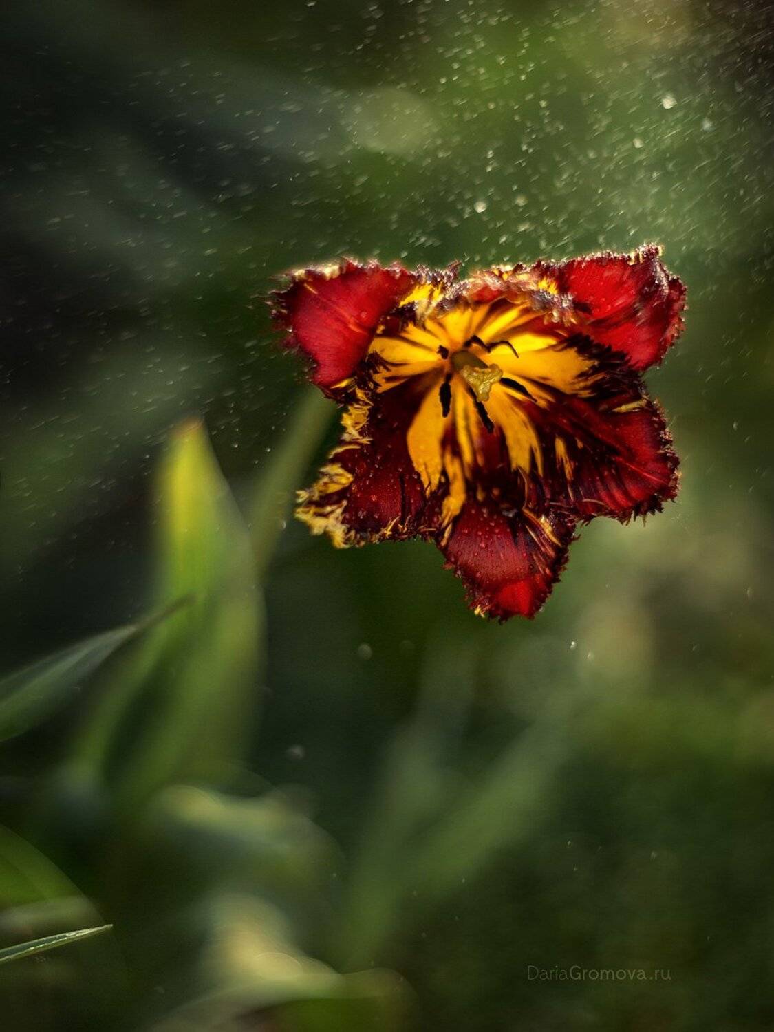 боке, ручной обьектив, мануальная оптика, фотограф, фотосессия, натюрморт, фото, блики, цветы, гелиос, макро, тюльпан, Дарья Громова