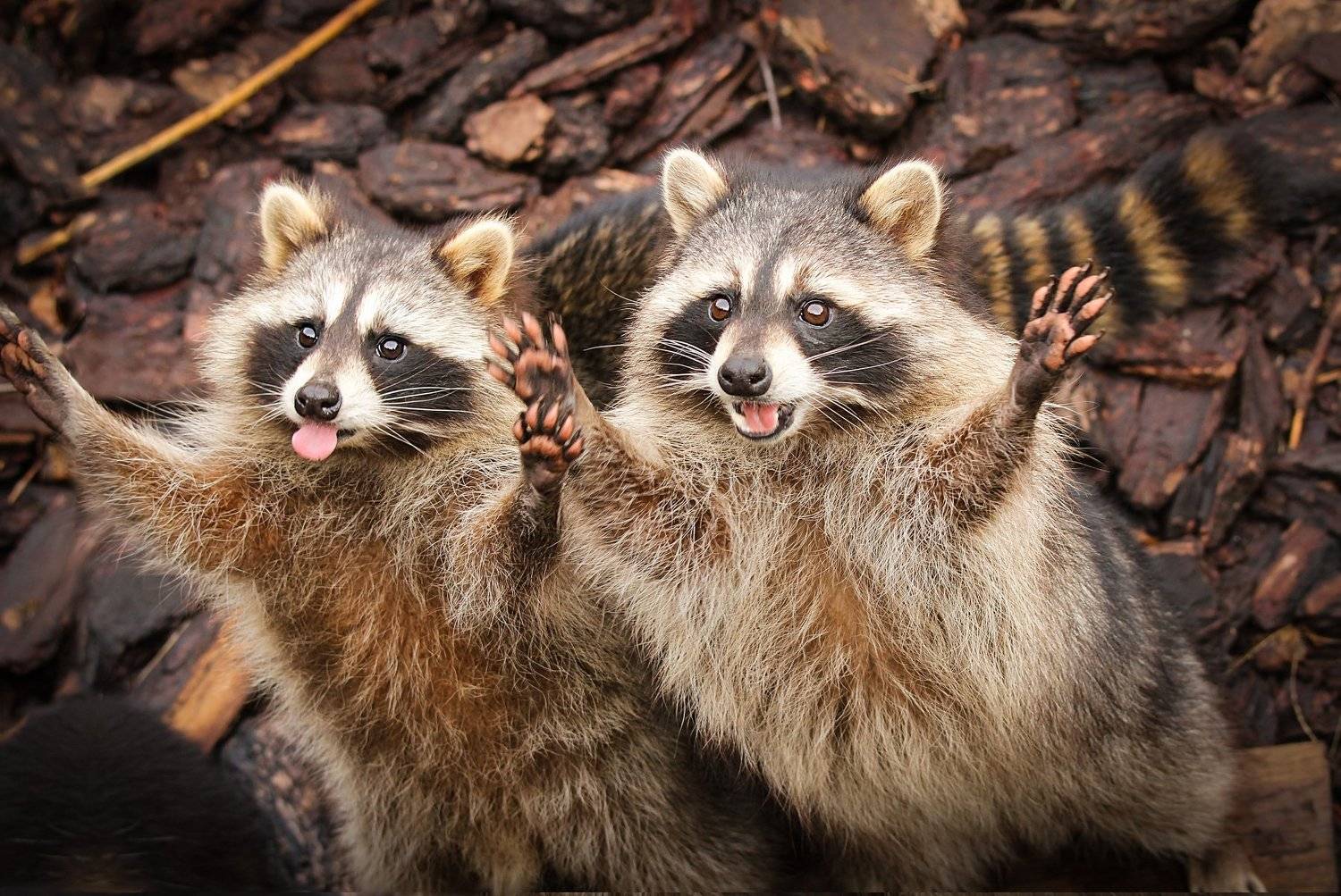 животные, дикие, еноты, зоопарк, Шруб (Беляева) Татьяна