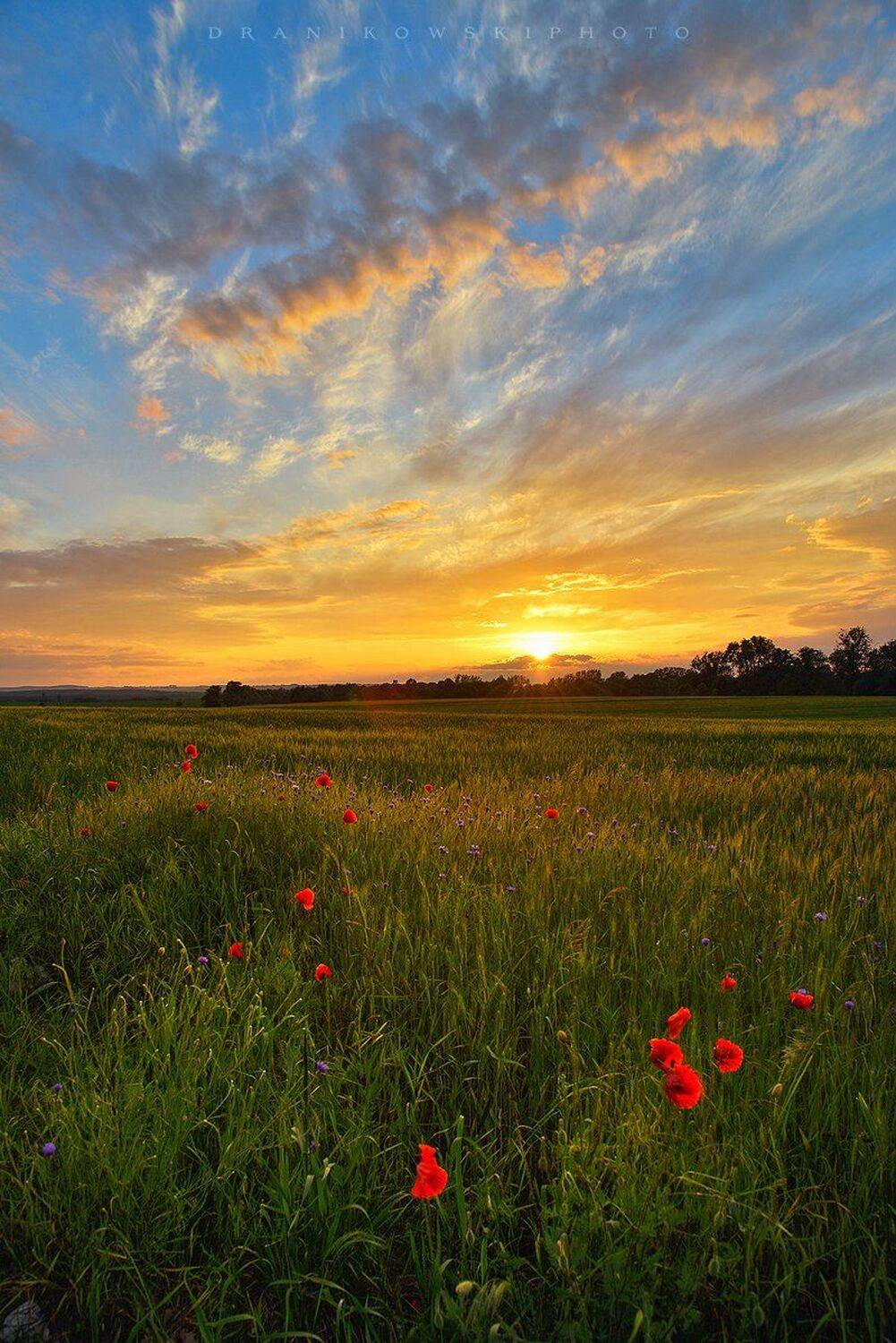 sunset sun poppy seed green poland dranikowski d610 flowers grass light, Radoslaw Dranikowski