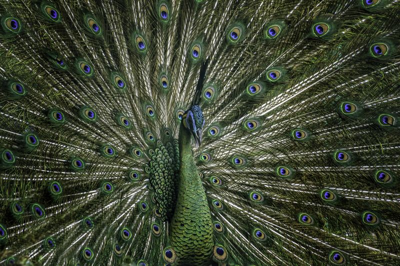 GreenPeacock фото превью