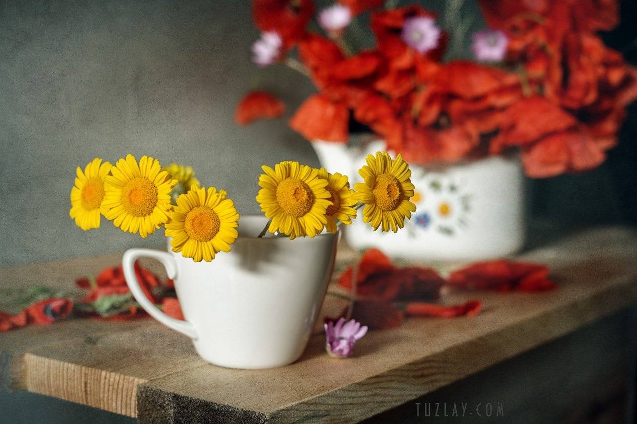 пупавка, желтые ромашки, лето в чашке, Владимир Тузлай